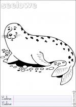 coloriage-otarie-1